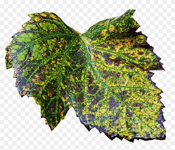 Corner Leaves Cliparts 20, Buy Clip Art - Leaf