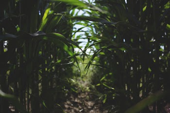 Cornfield