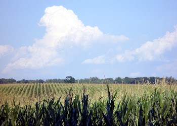 cornfield_001.jpg