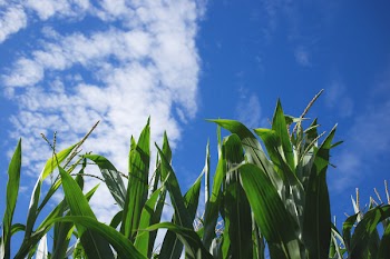 Cornfield 2