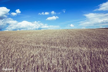 Cornfield | Free public domain photo - 431826