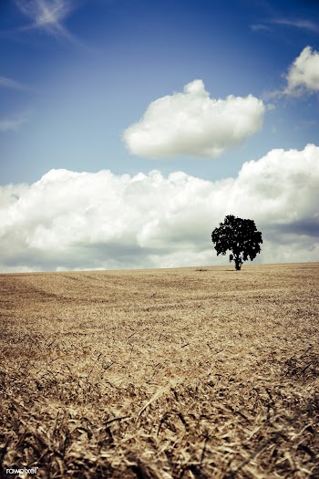 Cornfield | Free public domain photo - 431828