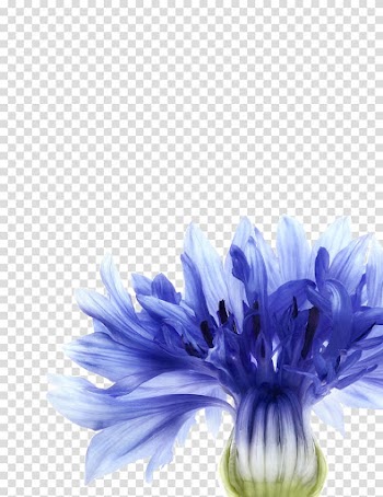 Cornflower blue Cornflower blue Watercolor painting, Paeonia Lactiflora transparent background PNG clipart