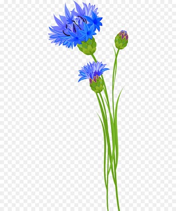 Cornflower Clip art Portable Network Graphics Vascular plant - flower 