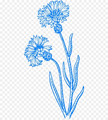 Cornflower Drawing Clip art Sketch Image - painting 