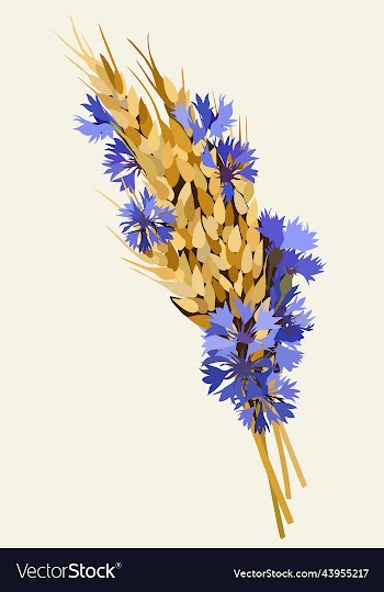cornflowers and spikelets floral isolated