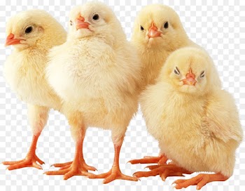 Cornish chicken Poussin Broiler Poultry by-product meal - easter chick 