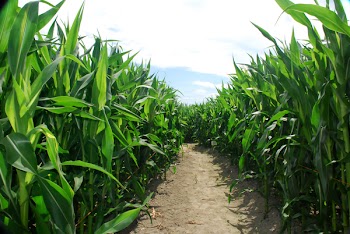CornPath081107.JPG