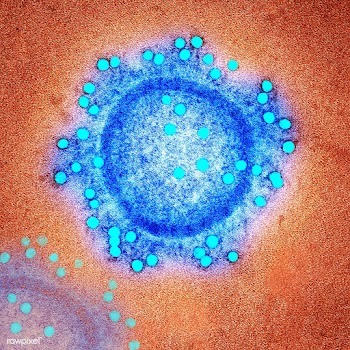 Coronavirus under the microscope | Free  illustration - 2307484