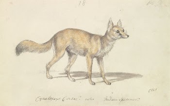Corsac Dog-Fox by Charles Hamilton | Free Photo - rawpixel