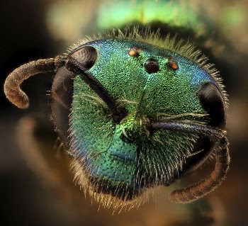 Corynura, face shot, metallic green. | Free Photo - rawpixel