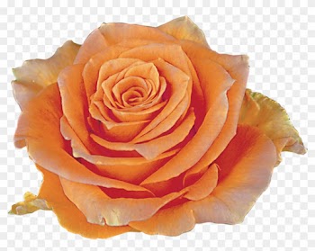 Cosima Roza - Garden Roses