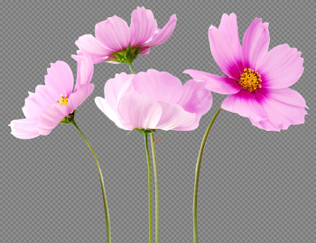 Cosmea Flower PNG Image - PurePNG | Free transparent CC0 PNG Image ...