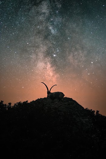 Cosmos