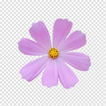 Cosmos bipinnatus Flower , Hand-painted flowers abstract flowers material transparent background PNG clipart