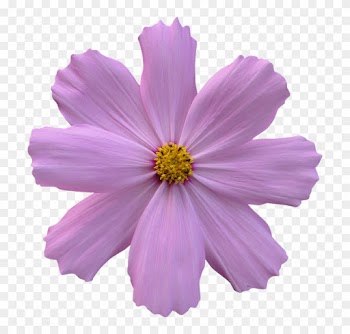Cosmos, Flower, Garden, Nature, Purple - Purple Flower No Background