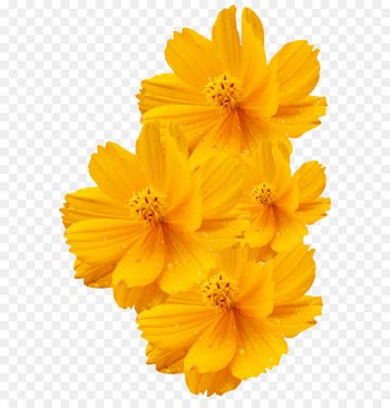 Cosmos sulphureus Cosmos bipinnatus Yellow Flower Euclidean vector - Shiny flower yellow vector 