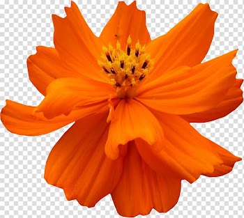 Cosmos sulphureus Petal Flower, flower transparent background PNG clipart