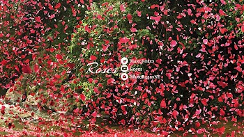 Costa Rica Petal Flower Television Advertising, petals transparent background PNG clipart