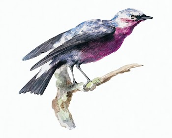 Cotinga bird illustration, remixed from… | Free stock illustration | High Resolution graphic