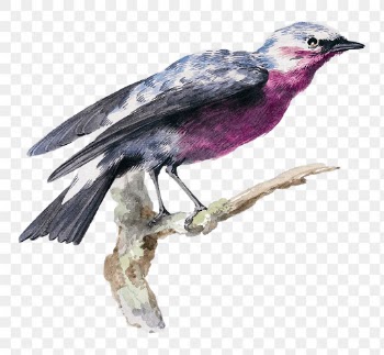 Cotinga png bird illustration, remixed from… | Free stock illustration | High Resolution graphic