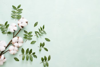Cotton branch and green leaves over light green background Free Photo
