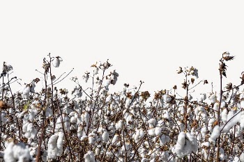 Cotton field border collage element, | Free PSD - rawpixel
