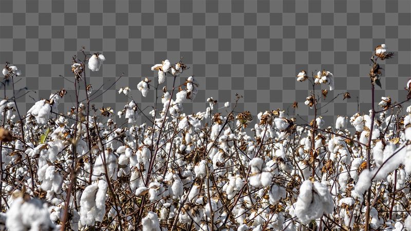Cotton field png border sticker, | Free PNG - rawpixel