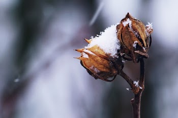 Cotton Flower