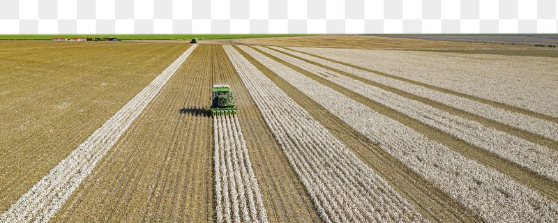 Cotton harvest png border sticker | Free PNG - rawpixel