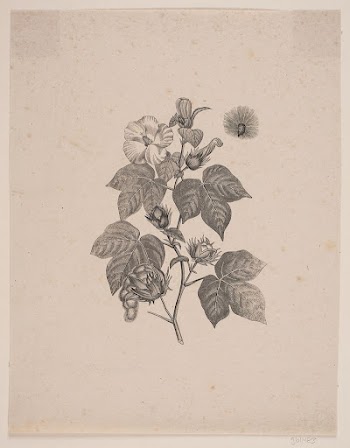 Cotton plant by Andreas Christian | Free Photo - rawpixel