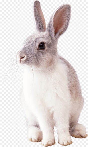Cottontail rabbit Easter Bunny Clip art - rabit 