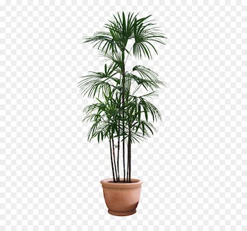 Couch Flowerpot Living room Sofa bed - plant 