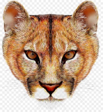 Cougar Lion Felidae Vector graphics Stock photography -  