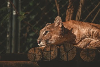 Cougar On Log