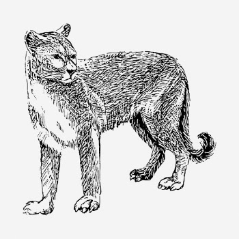 Cougar tiger drawing, vintage animal | Free Photo - rawpixel