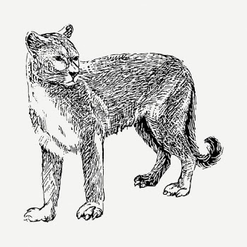 Cougar tiger drawing, vintage animal | Free PSD - rawpixel