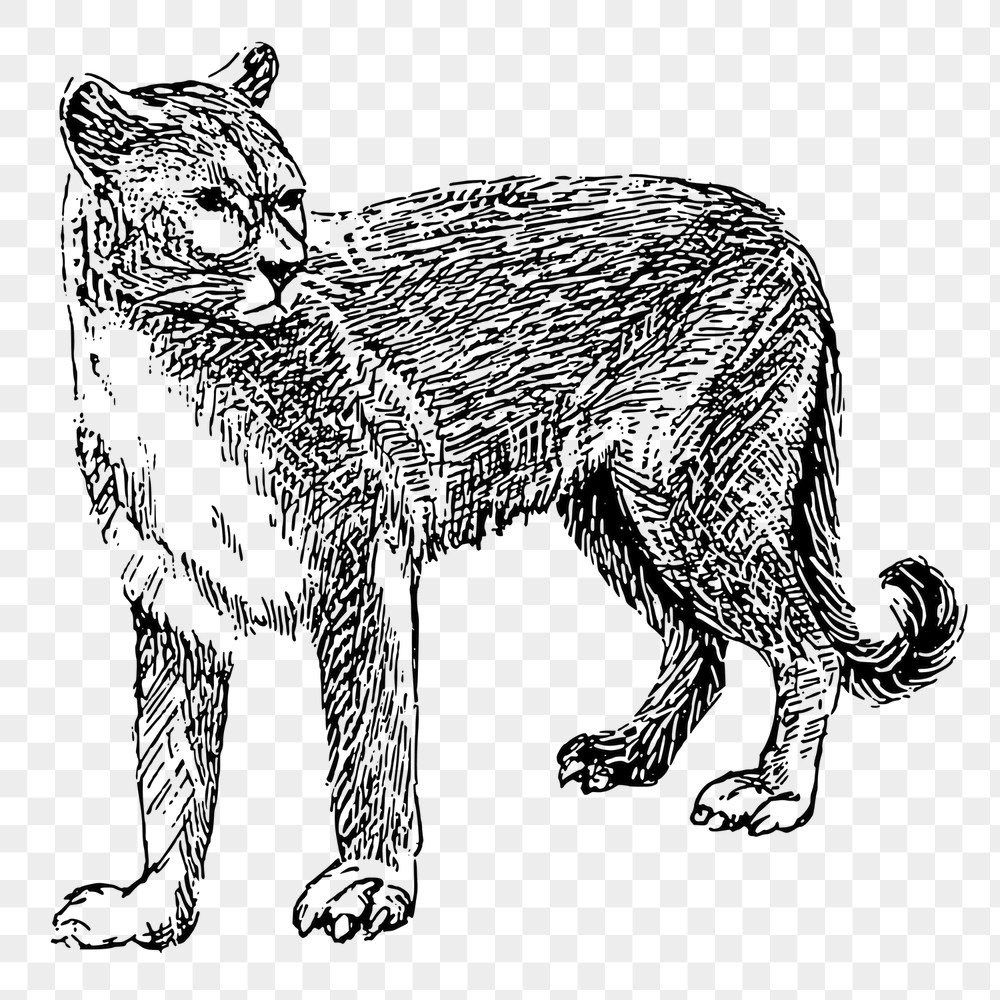 Cougar tiger png sticker, vintage | Free PNG - rawpixel