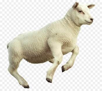 Counting Sheep, Merino, Goat, Vertebrate, Mammal PNG