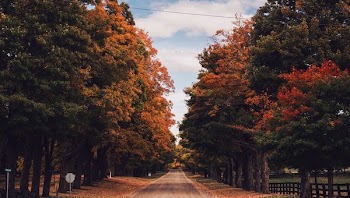 Country Road In Fall