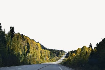Countryside road border, pine forest | Free PSD - rawpixel