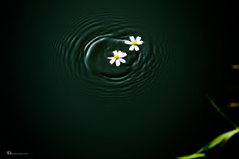 Couple of flowers float on the water