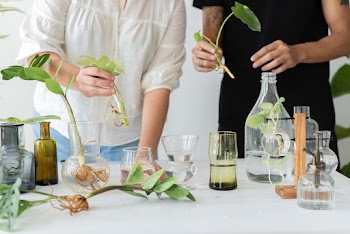 Couple propagating their houseplants as a… | Free stock photo | High Resolution image