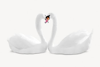 Couple swans isolated on white, | Free PSD - rawpixel