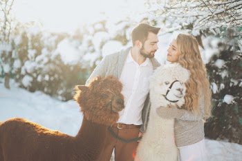 Couple With Two Llamas