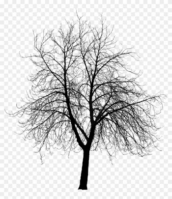 Course Content Visualizing Landscape Dynamics / Dynamic - Trees Silhouette Png