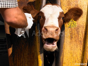 cow and vet