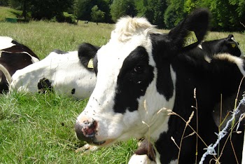 Cow_b.JPG