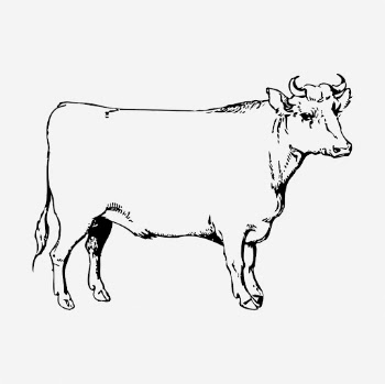 Cow, bull clipart, farm animal | Free Vector - rawpixel
