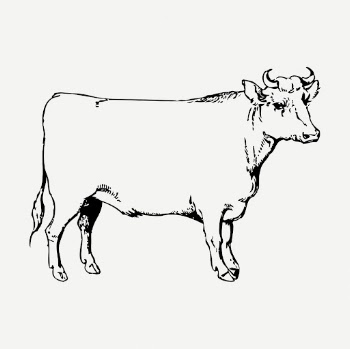 Cow, bull drawing, farm animal | Free PSD - rawpixel